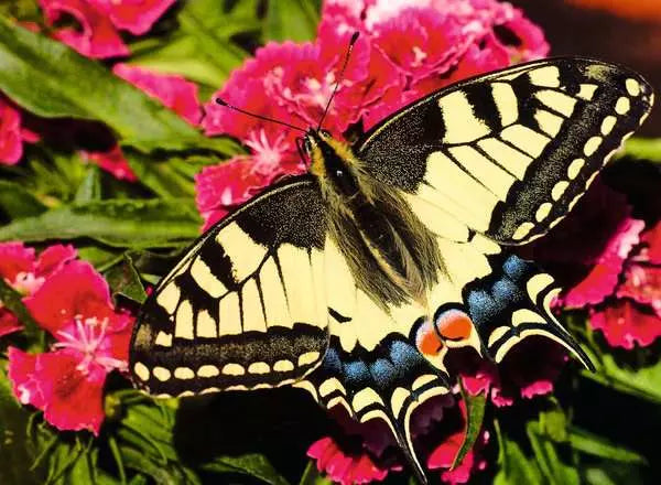 Ravensburger Jigsaw Puzzle Butterfly - 500 Pieces Puzzle
