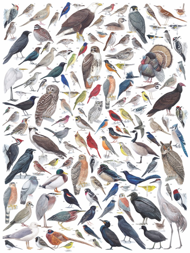 Birds of Eastern/Central North America 1000 Piece Jigsaw Puzzle