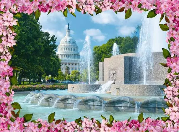 USA Jigsaw Nationals: Washington Blossoms 500 Piece Puzzle