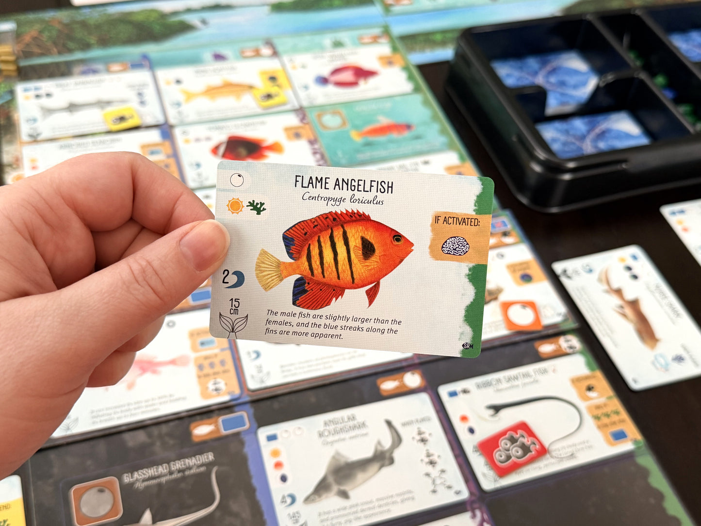 Finspan: Sharks & Reefs (Preorder Now for a June 12 release!)