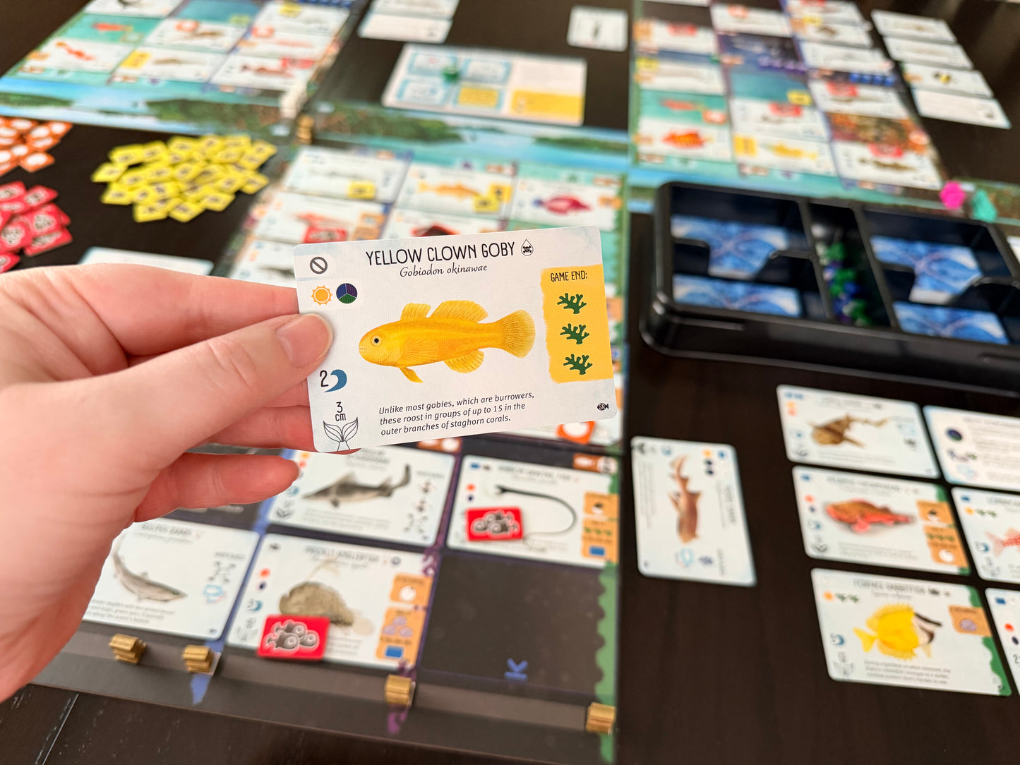Finspan: Sharks & Reefs (Preorder Now for a June 12 release!)