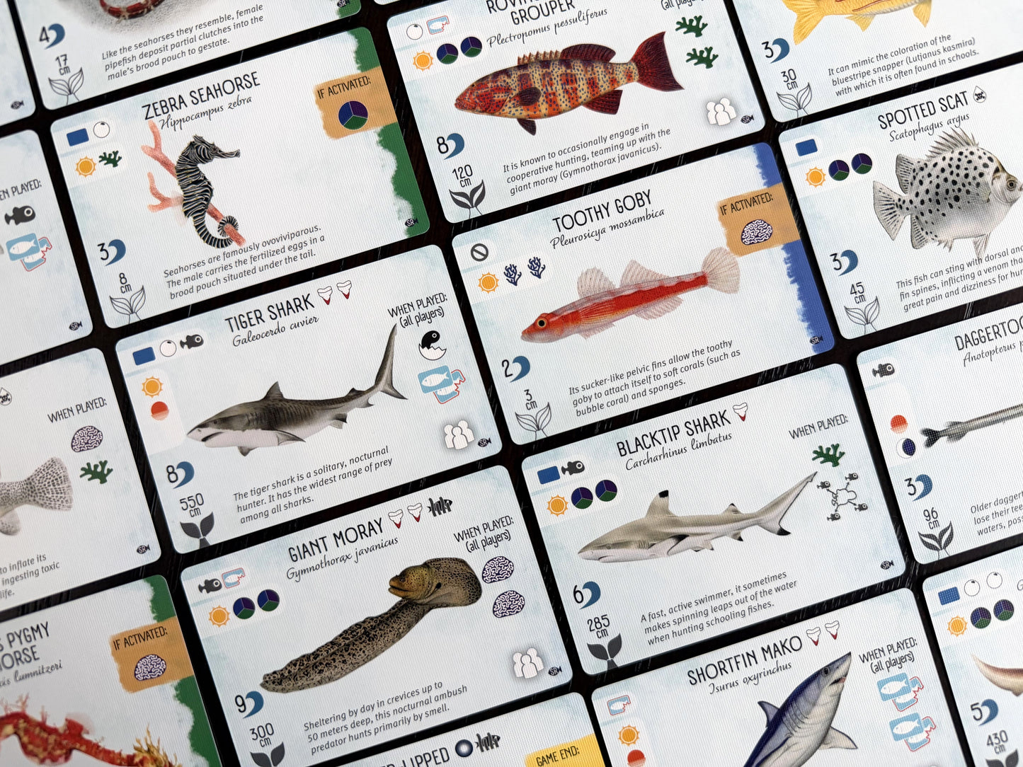 Finspan: Sharks & Reefs (Preorder Now for a June 12 release!)
