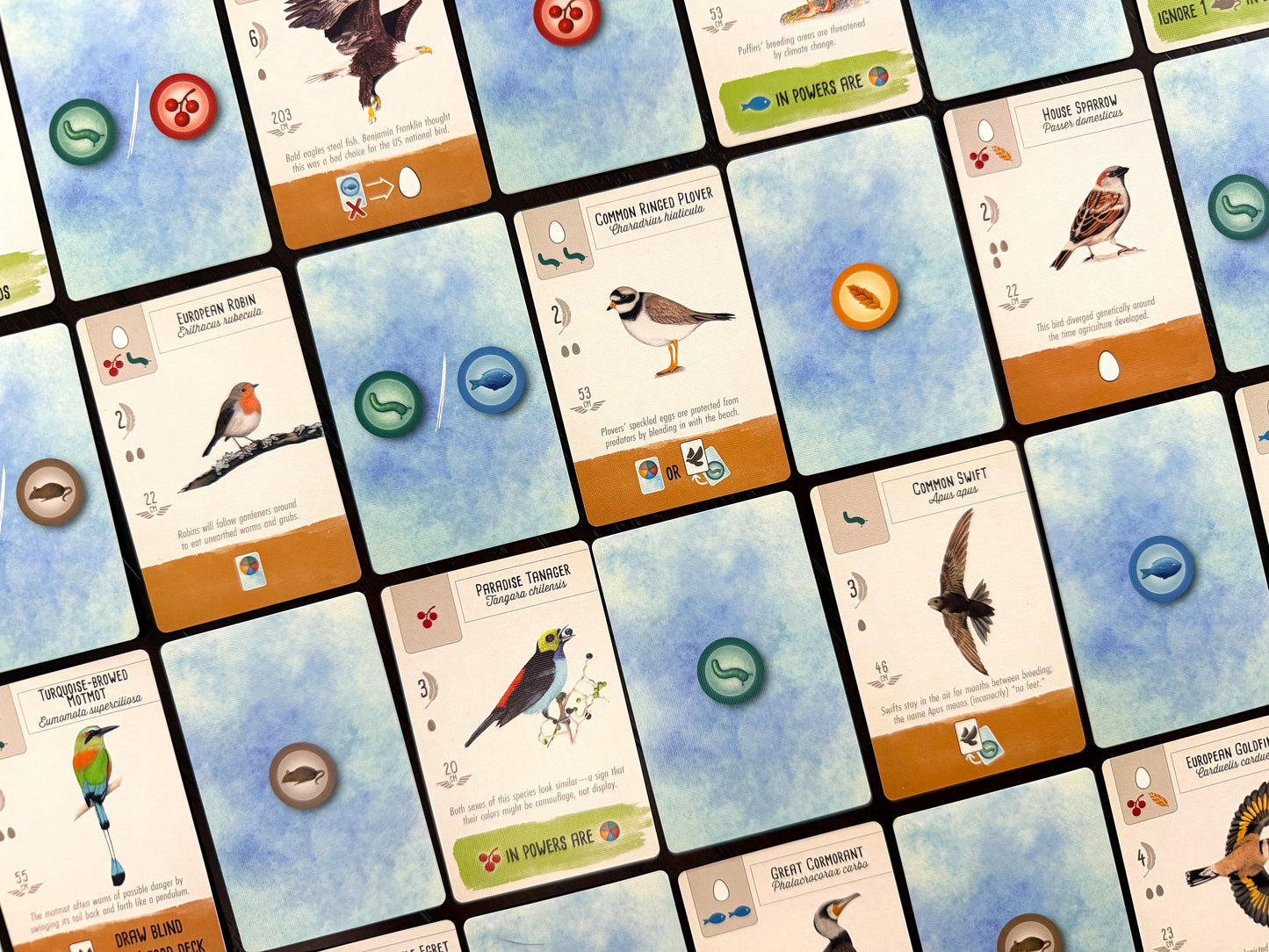 Wingspan Pocket